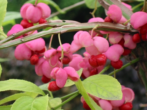 Trzmielina korkowa (Euonymus phellomanus) - jesień